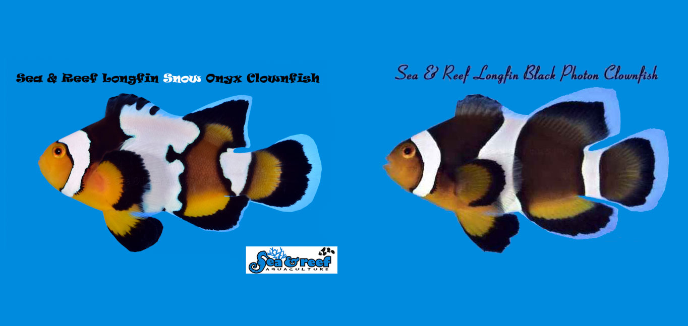 Sea & Reef Releases Two New Longfin Clownfish