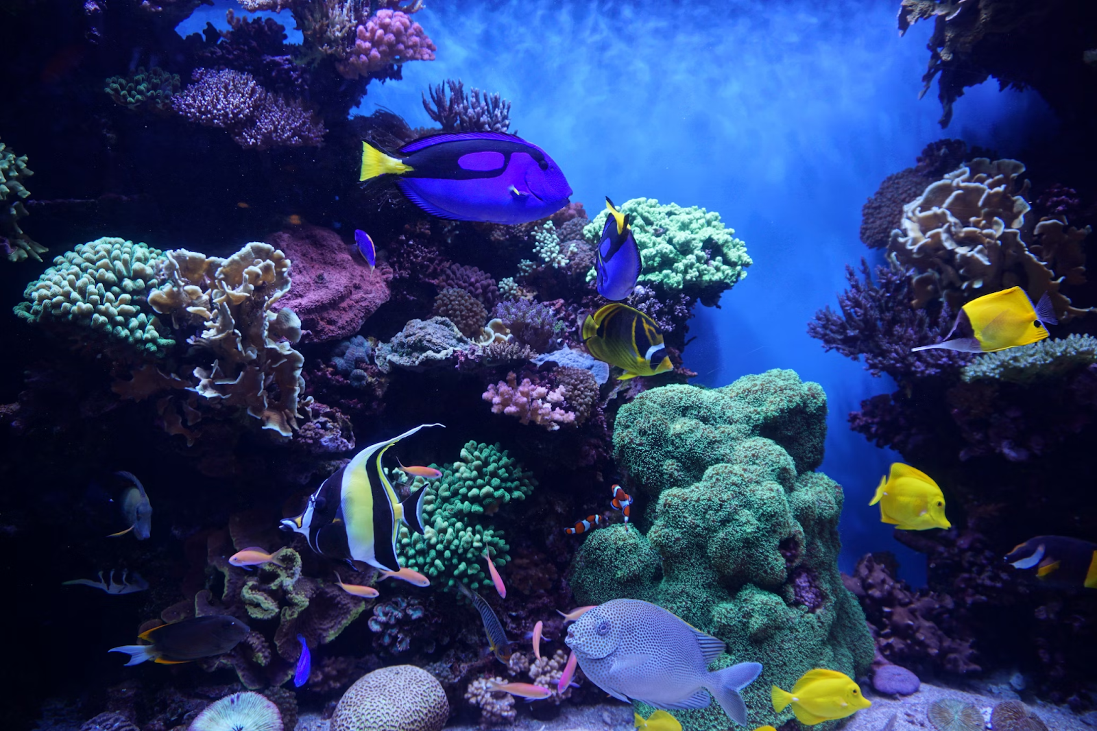 How to Change Aquarium Water: Saltwater & Freshwater