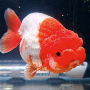 Tsugi Fancy Goldfish to Attend the Southern Aquatic Experience