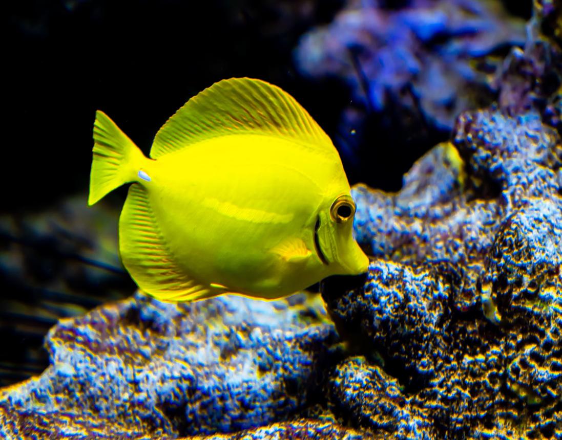 The Ultimate Guide to Controlling Algae in Saltwater Aquariums (Without Ruining Your Reef)