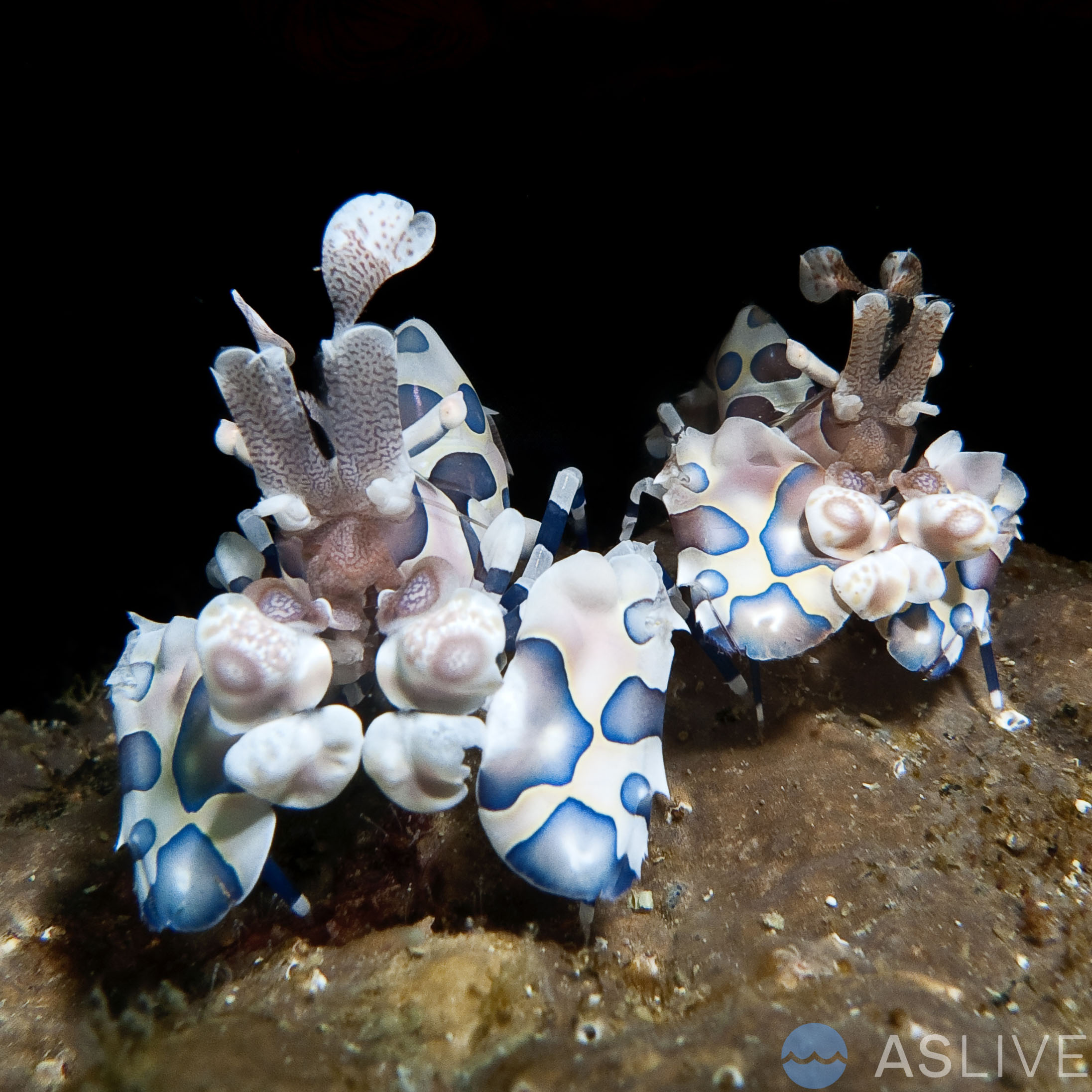 Harlequin Shrimp (Hymenocera picta): A Marvel of Marine Biodiversity