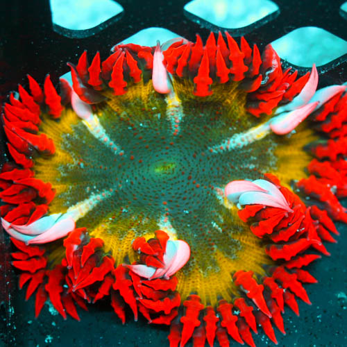 ROCK FLOWER ANEMONES!
