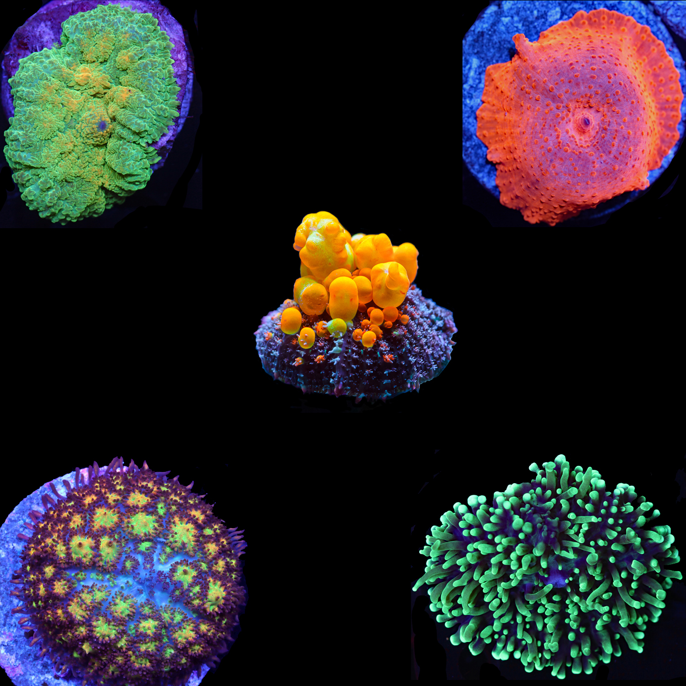 A Guide Mushroom "Corals", The Corallimorphs of The Ocean