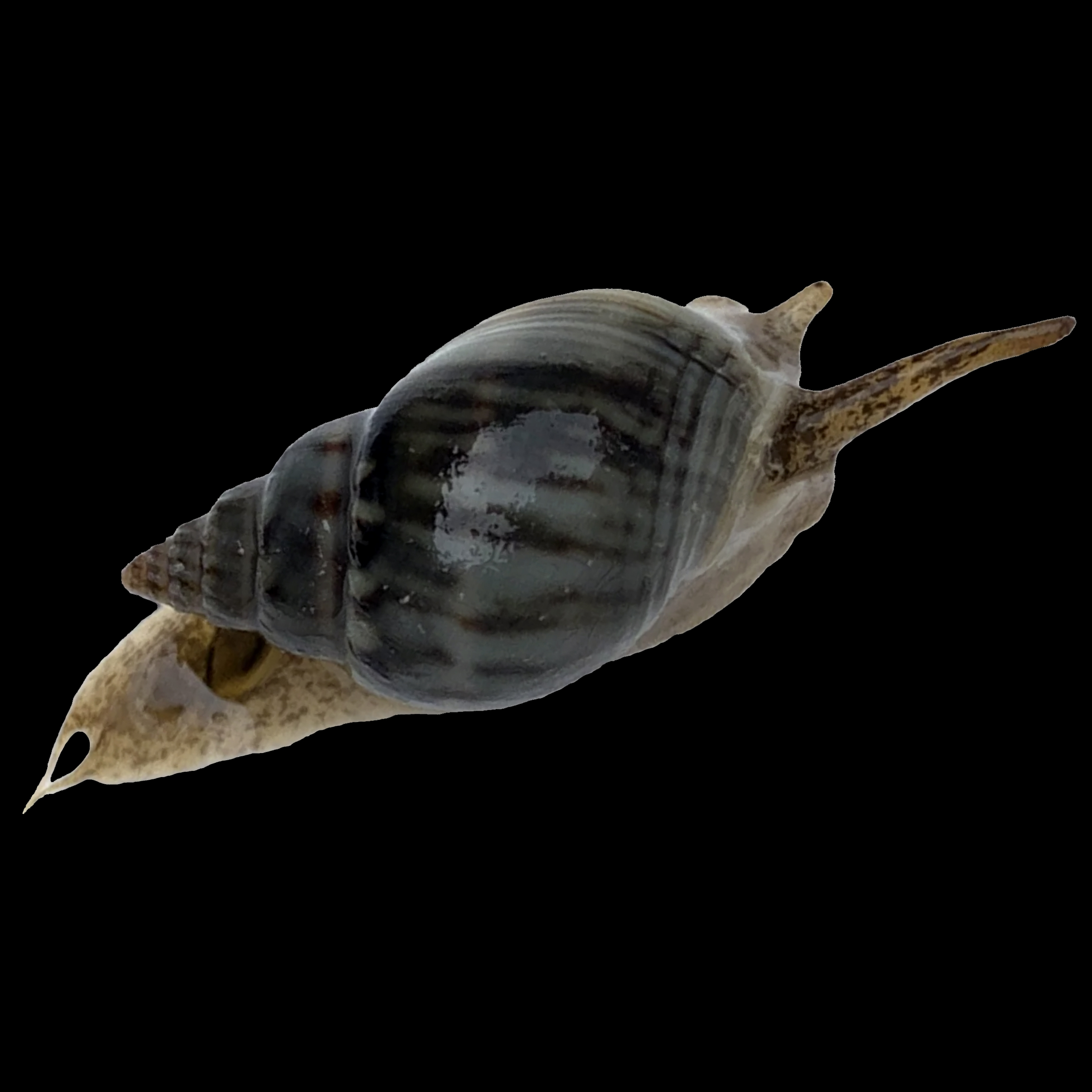 The Nassaurius Snail: A Beneficial Addition to Your Aquarium