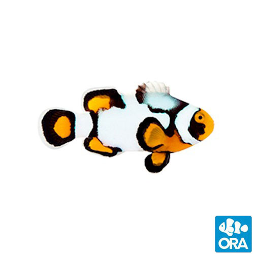 The Nebula Clownfish is a Designer Clown We Can Get On Board With