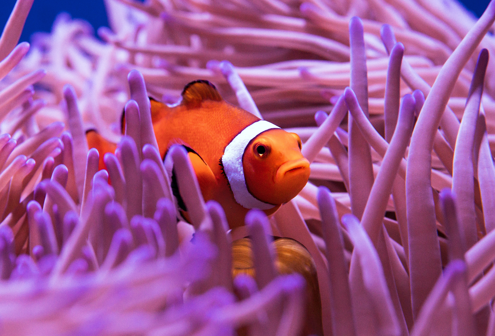 Clownfish and Temperature: Finding the Sweet Spot