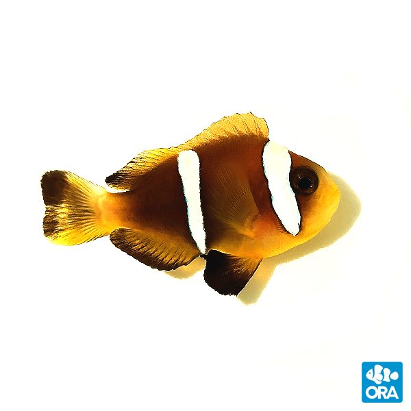 Oman Clownfish (Amphiprion omanensis): A Complete Guide to Habitat, Diet, Reproduction, and Captive Breeding