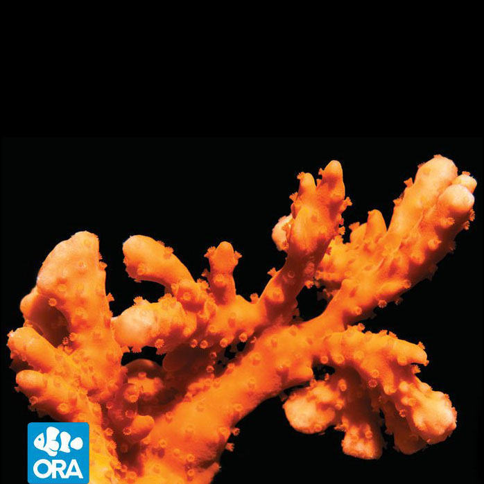 Oceans, Reefs & Aquariums (ORA) and it's Impact on the Aquarium Industry