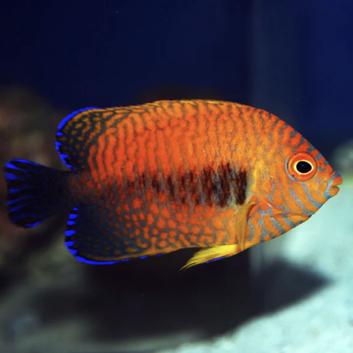 Biota Announces Captive Bred Potters Angelfish