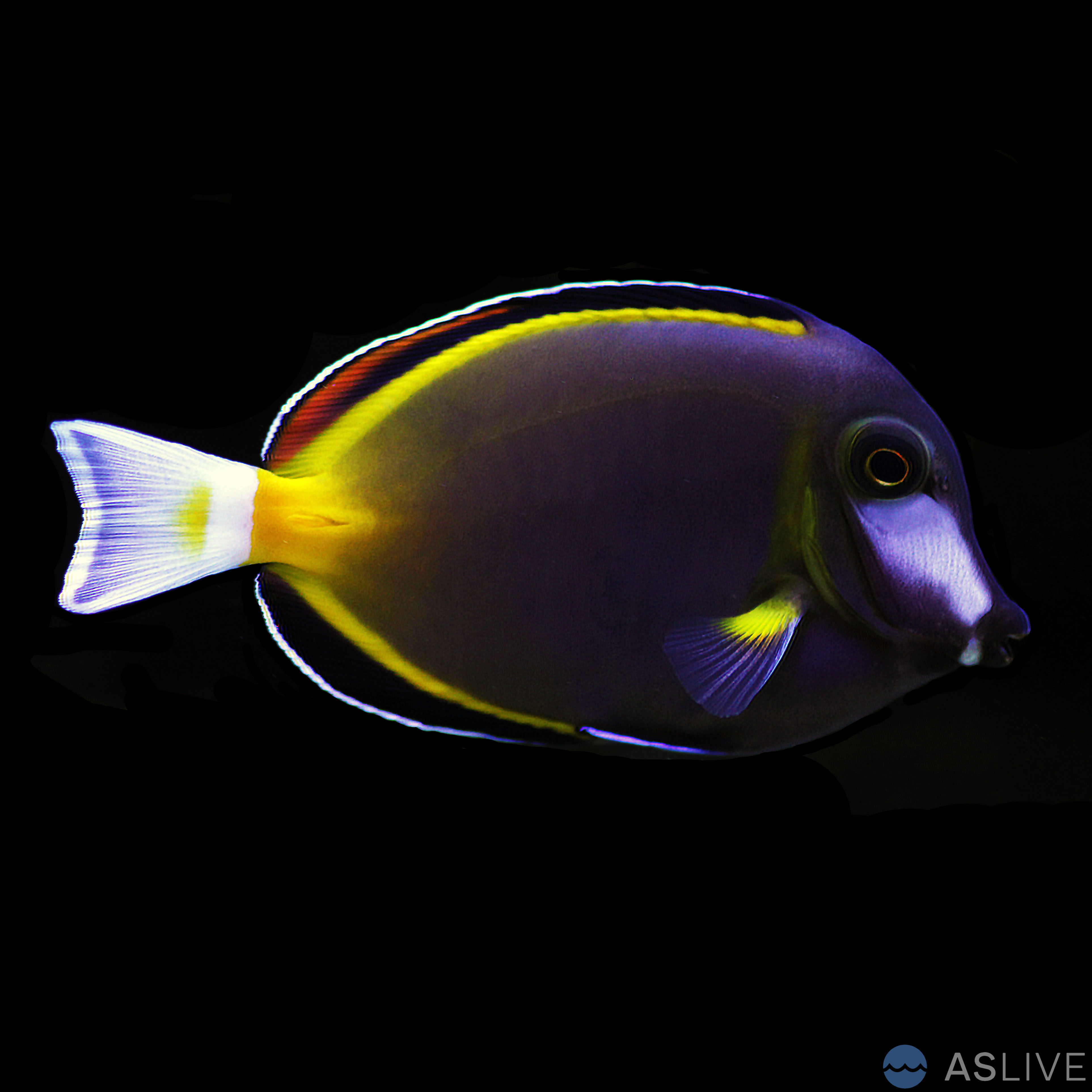 The Powder Brown Tang (Acanthurus japonicus)