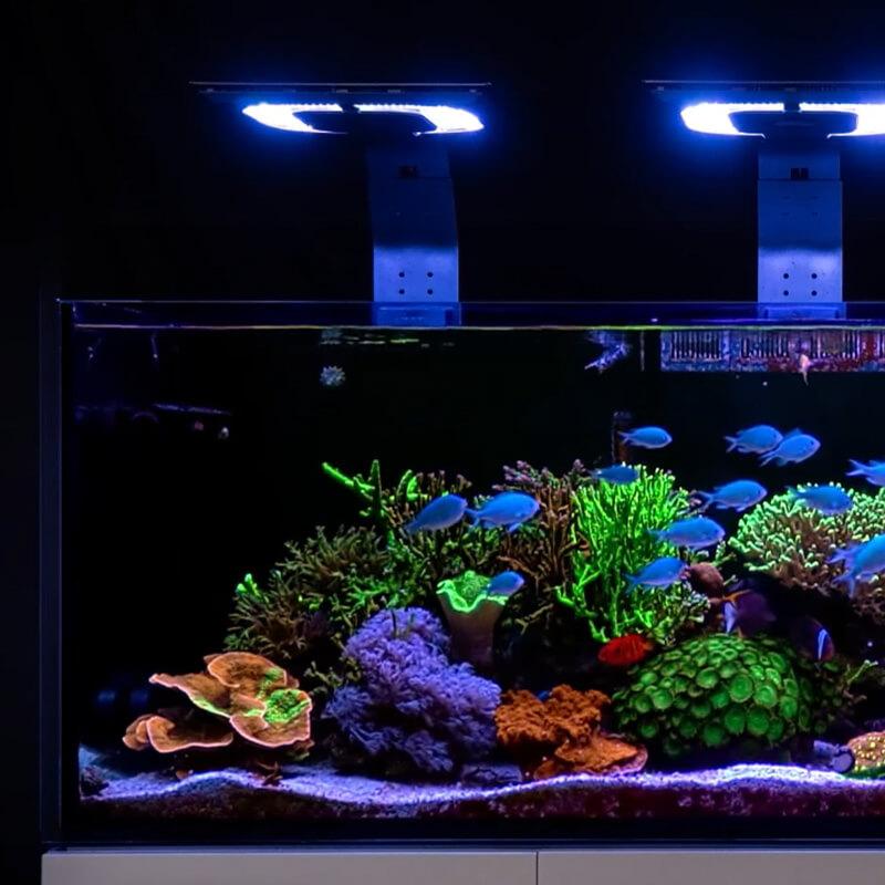 STOP Guessing Your Reef Lighting — This One Upgrade Changes Everything