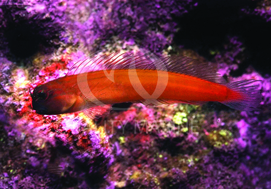 QM Labs Successfully Aquacultures the Gulf Blenny (Ecsenius pulcher)