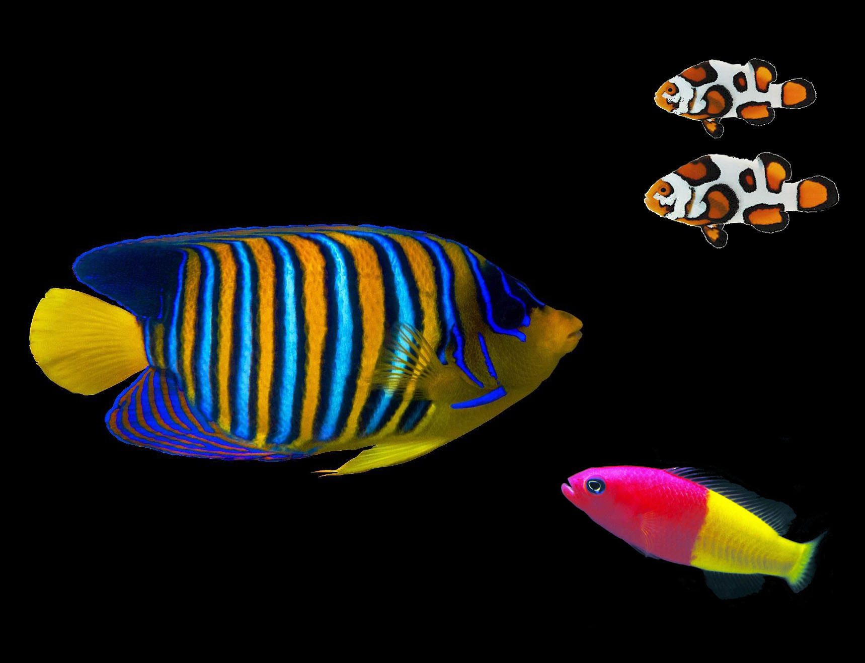 Big vs Small Saltwater Fish: Which Is Best for Your Reef Tank?
