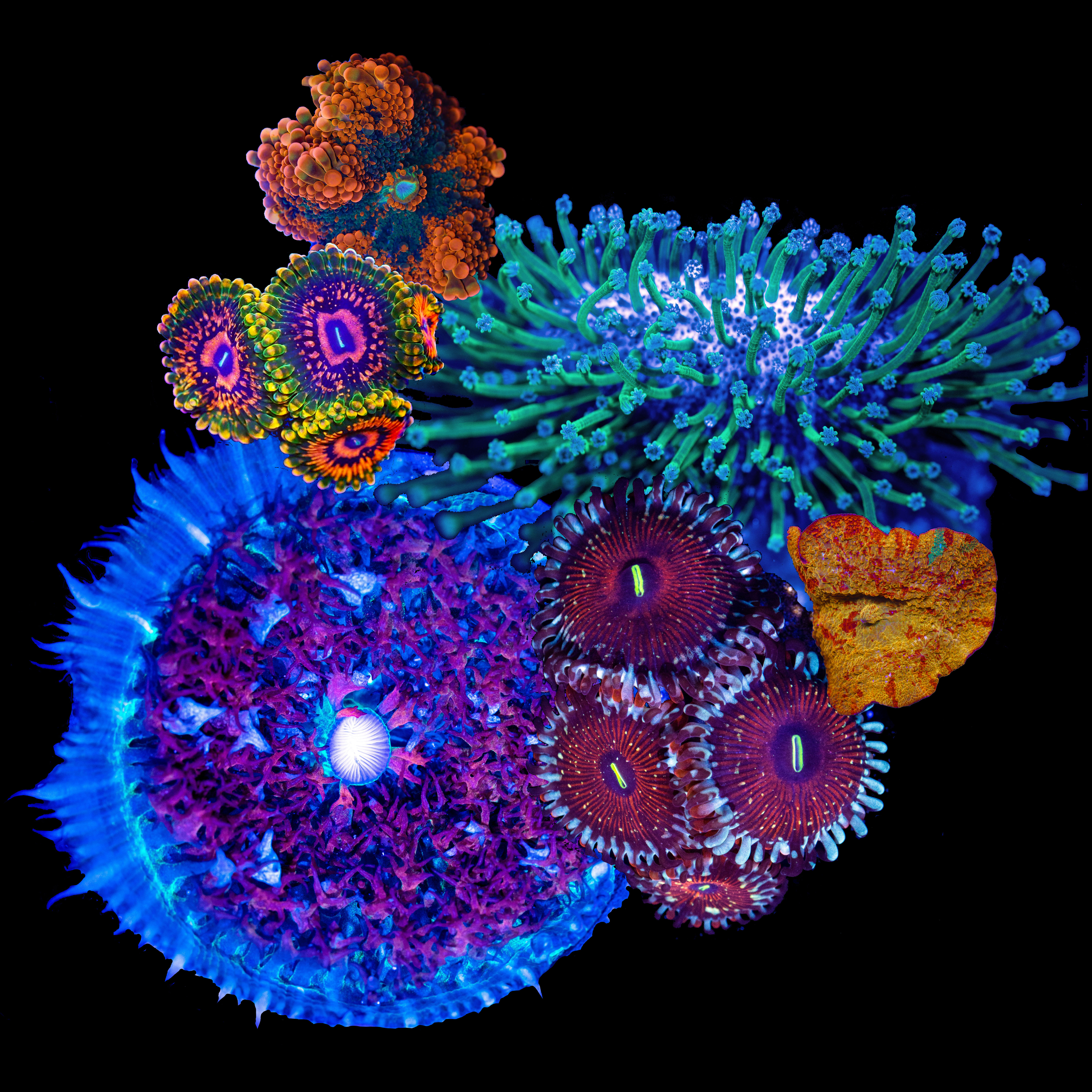 Beginner’s Guide to Caring for Corals in an Aquarium