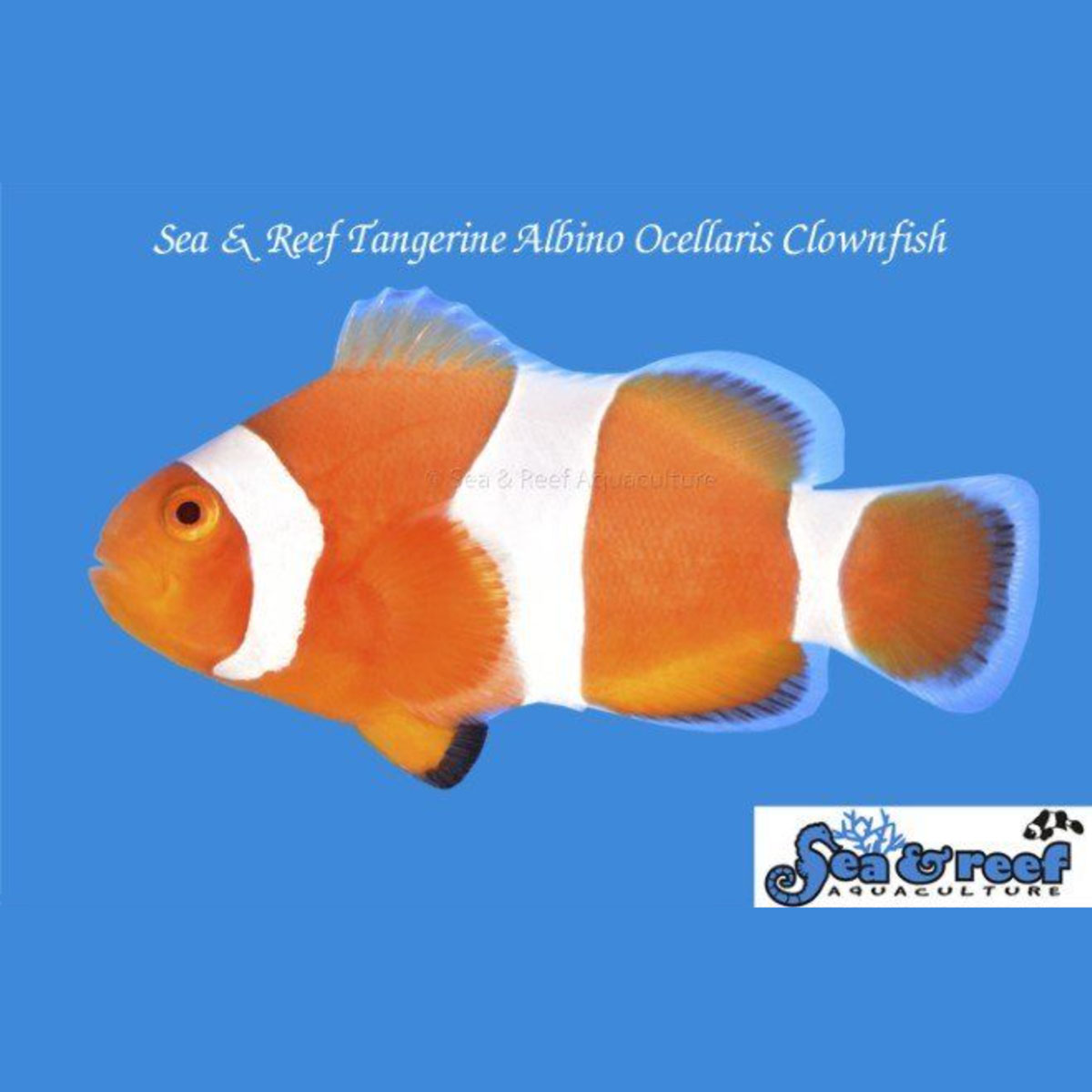 Meet the New Captive Bred Tangerine Albino DaVinci Clownfish