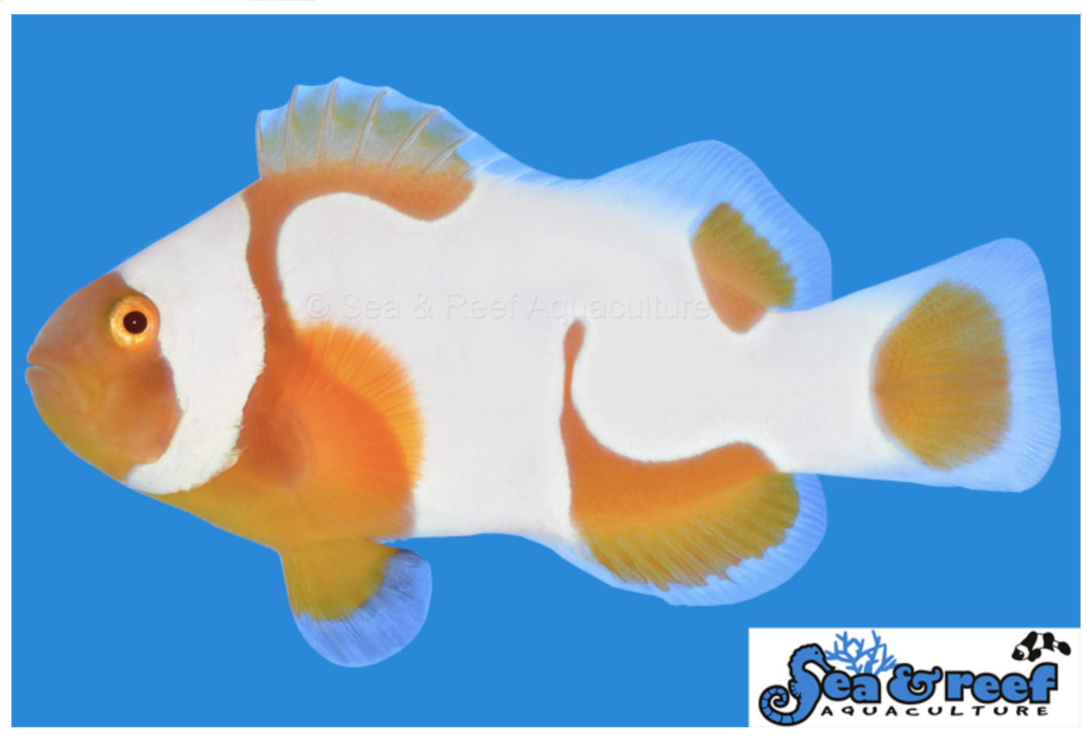 Sea & Reef's New Tangerine Albino Picasso Clownfish