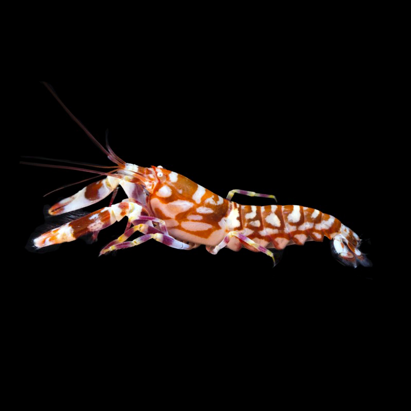 The Tiger Pistol Shrimp (Alpheus bellulus) For Your Aquarium