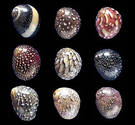 The Versatile Virgin Nerite Snail: A Must-Have for Your Aquarium