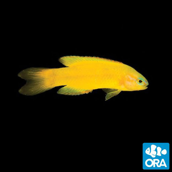 The Yellow Assessor, A New Captive Bred Fish from ORA