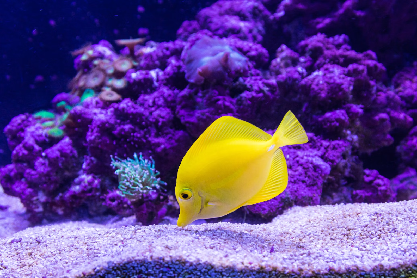 How to Care for Aquarium Fish While on Vacation