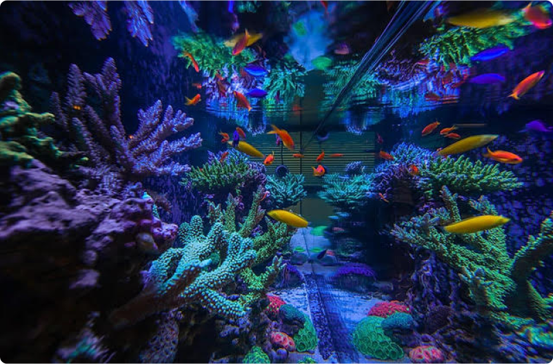 Aquarium Specialty Aquarium Supplies