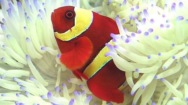 Gold Stripe Maroon with Sebae Anemone