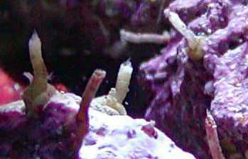 Vermetid Snail (tubes)