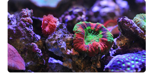 Kessil UV 