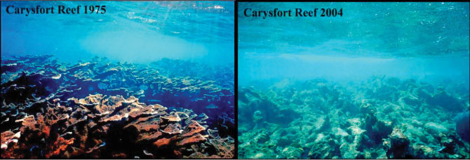 Reef Damage