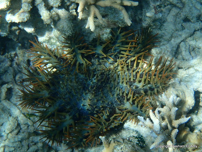 Crown of Thorns Starfish