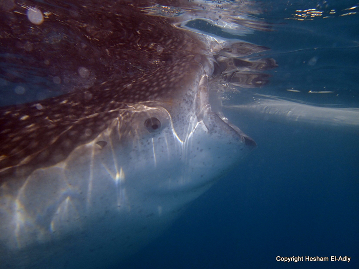 Whale Shark 2