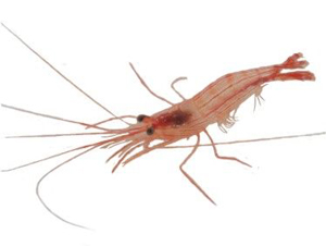 peppermint shrimp peppermint shrimp