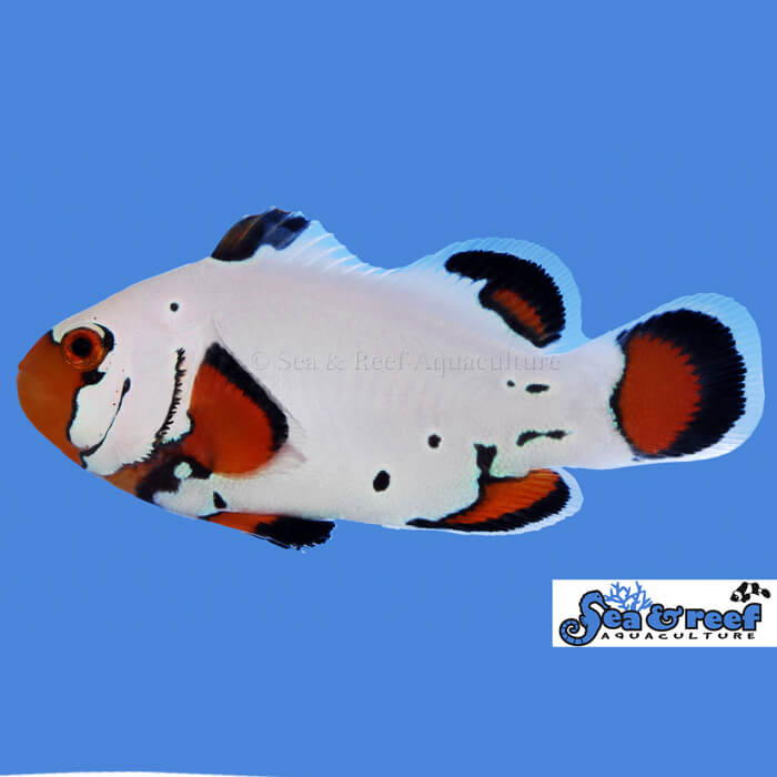 Frostbite Clownfish Small 1 1 4 Aquarium Specialty